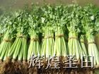 田野里的“綠翡翠” 滕州芹菜的健康密碼與產(chǎn)業(yè)新景